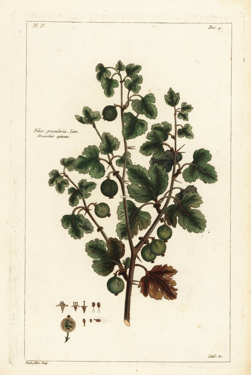Angrešt, Ribes grossularia od the Younger Dupin
