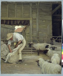 Stříhání ovcí
