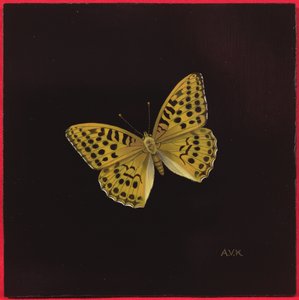 Stříbrný praný fritillary butterfly, 2000