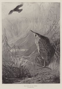 Haunt of the Bittern