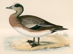 Americký Wigeon