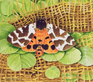 Tiger Moth, 1999 (akryl na papíře)
