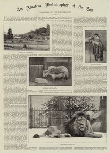 Amatérský fotograf v zoo