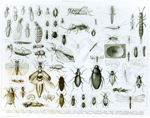 Entomologický hmyz (litho) (černobílá fotografie)