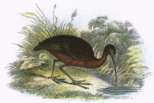 Lesklý Ibis