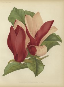 Magnolia soulangeana nigra