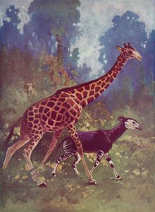 Okapi a žirafa