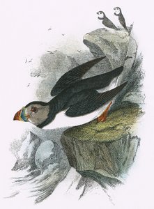 Puffin