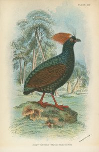 Červená-Crested-Wood-Partridge
