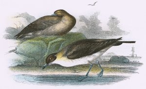 Richardsonova Skua