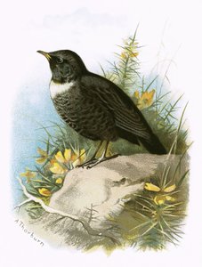 Prsten Ouzel