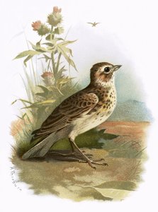 Skylark