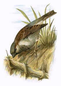 Vrabec