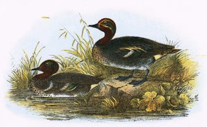 Teal (vpravo) a American Teal (vlevo)