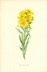 Alpská Wallflower