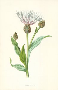 Chrpa