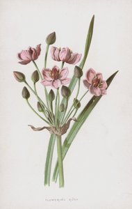 Kvetoucí Rush (chromolitho)