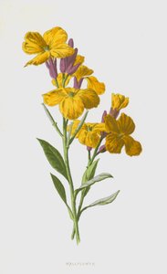 Wallflower (chromolitho)
