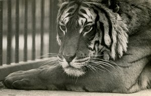 Tiger Sam v londýnské zoo, 1925