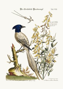 Pyed Bird of Paradise, 1749-73