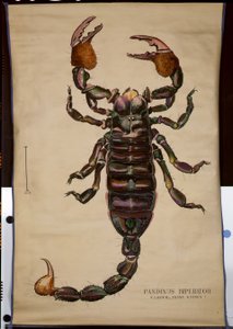 Plakát Pandinus imperator