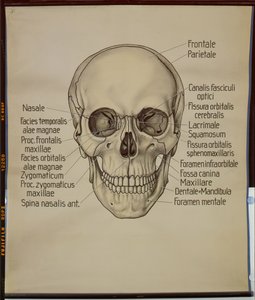 Plakát lidské lebky