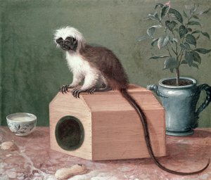 Oblíbená opice Carla Linného (1707-1778)
