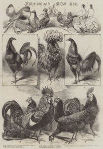 Birminghamská show 1858