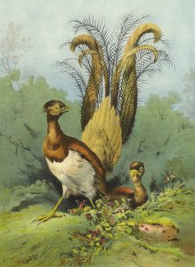 Lyre Bird (chromolitho)