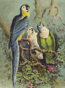 Papoušci (chromolitho)