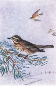 Redwing, Pohlednice, 30. léta 20. století