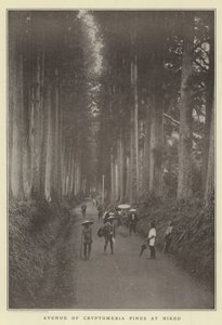 Avenue of Cryptomeria pines v Nikko