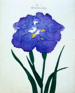 Asa-Zuma-Bune, č.7, 1898