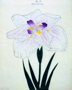 Na straně Izumi. 37, 1898