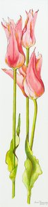 Tři červené tulipány s liliemi Marianne,akvarel,2010