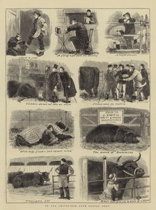 Na Smithfield Club Cattle Show