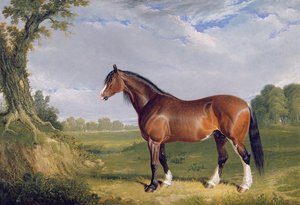 Hřebec Clydesdale, 1820