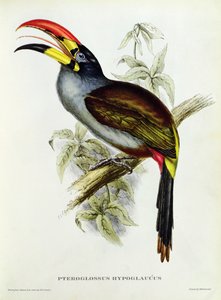 Pteroglossus Hypoglaucus z "Tropical Birds"