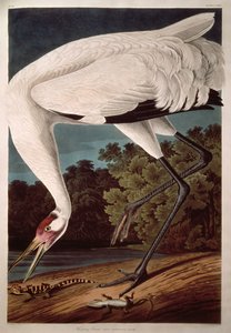 Jeřáb černý z filmu Birds of America