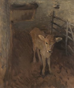 A Jersey Calf, 1893