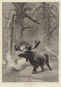 Zima