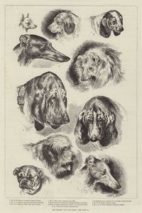 Výstava psů Kennel Club