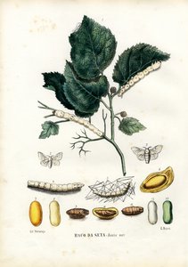 Motýli, 1863-79
