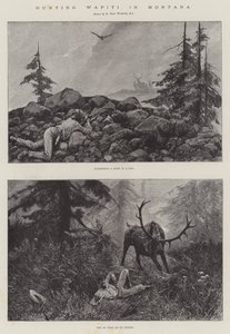 Lov wapiti v Montaně