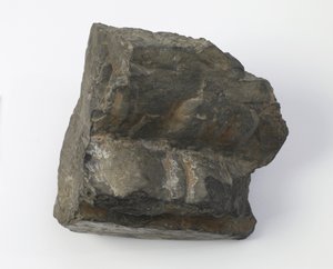 Fragment lotosového podstavce