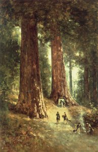 V Redwoods, 1899