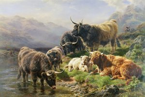 Highland Cattle