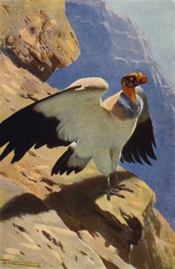 Král Vulture