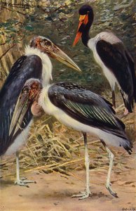 Marabou a Jabiru