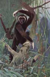 Gibbon běloruký